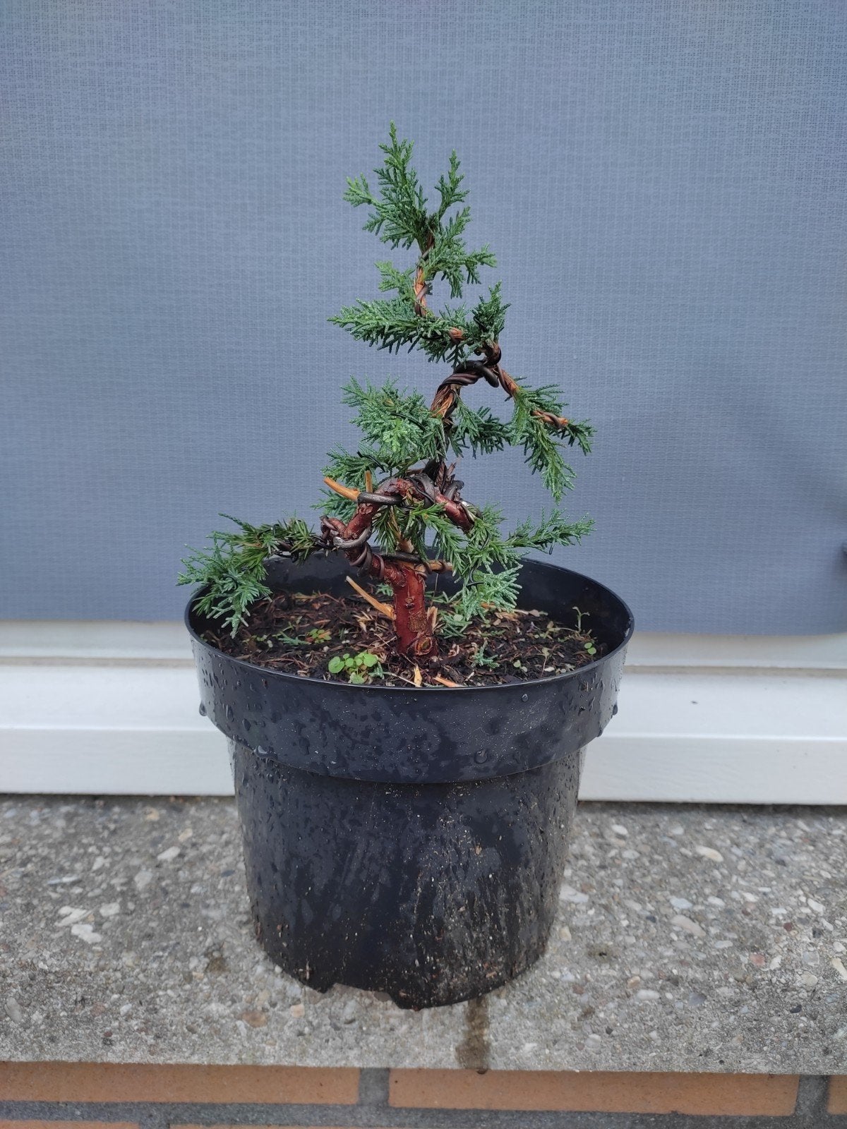 juniperes blauw bonsai hoogte gemeten met pot 35 cm, Tuin en Terras, Planten | Bomen, Bloeit niet, Halfschaduw, Minder dan 100 cm