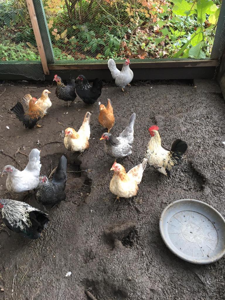 Krielkippen, Dieren en Toebehoren, Pluimvee, Vrouwelijk, Kip