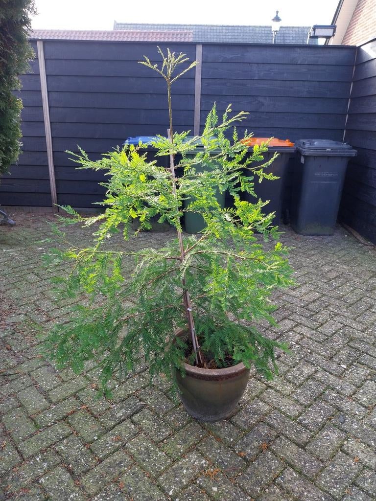 Kustmammoetboom   sequoia sempervirens, Tuin en Terras, Planten | Bomen, Ophalen