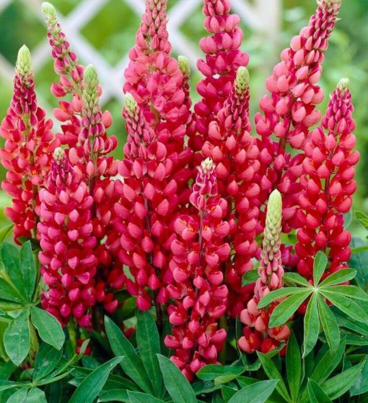 Tuinplanten Diversen - Chemievrij - Blije Bij, Overige soorten, Volle zon, Vaste plant, Ophalen of Verzenden
