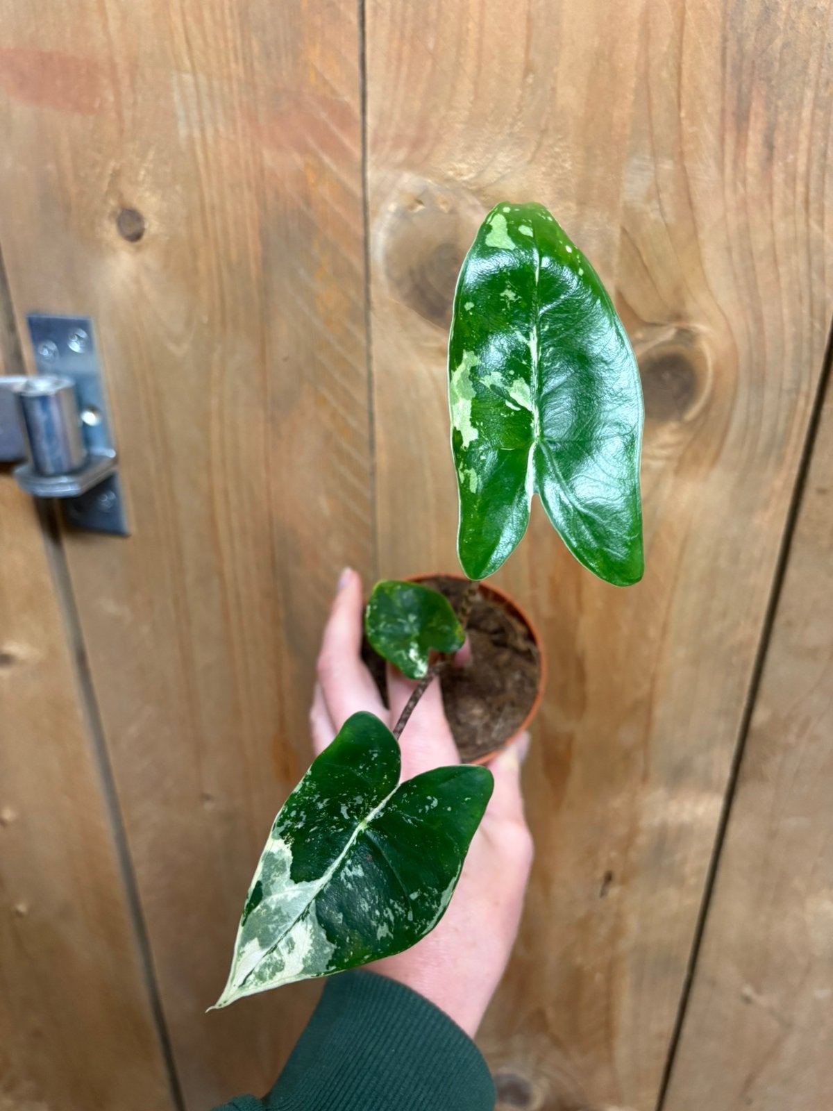 Alocasia zebrina variegata plant albo white wit mint marble, Ophalen of Verzenden, Halfschaduw, Minder dan 100 cm