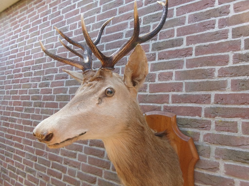 Schitterende grote opgezette kop van een edelhert, Ophalen, Zo goed als nieuw, Hert, Opgezet dier