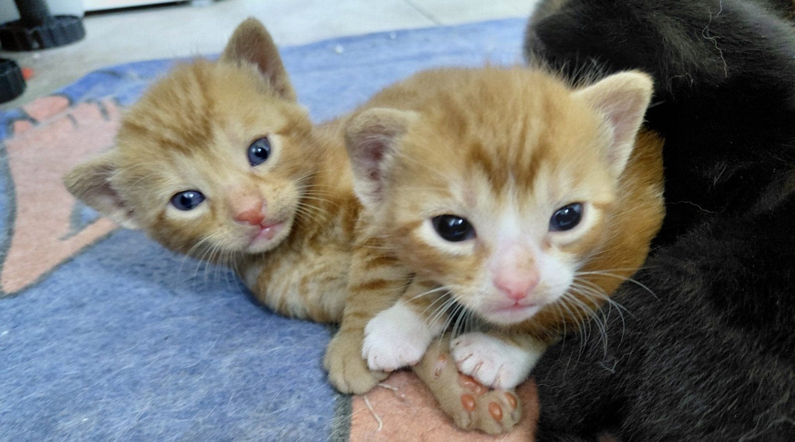 kittens, Meerdere dieren, Ontwormd