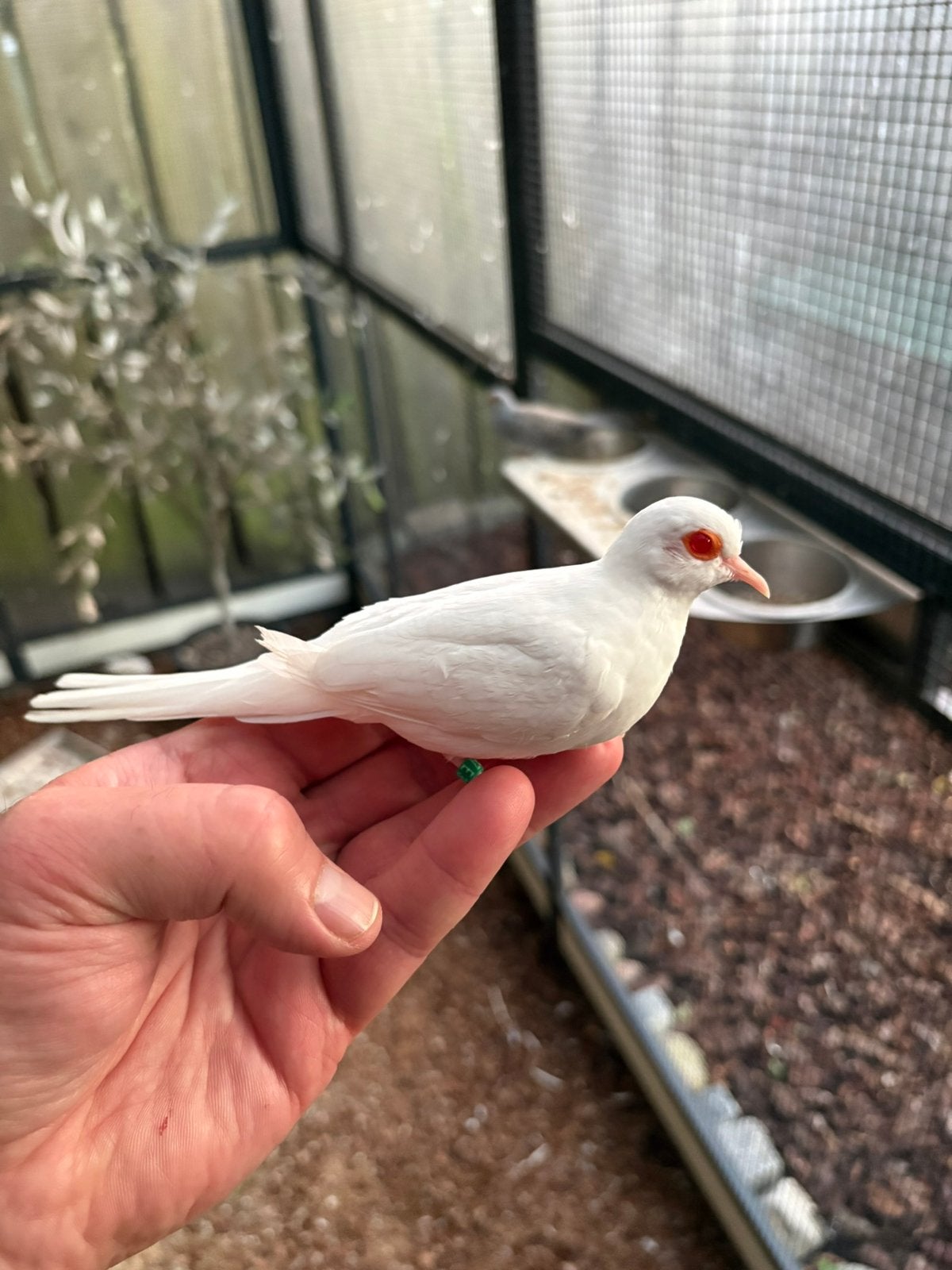 Albino en split albino diamantduiven, Dieren en Toebehoren, Meerdere dieren