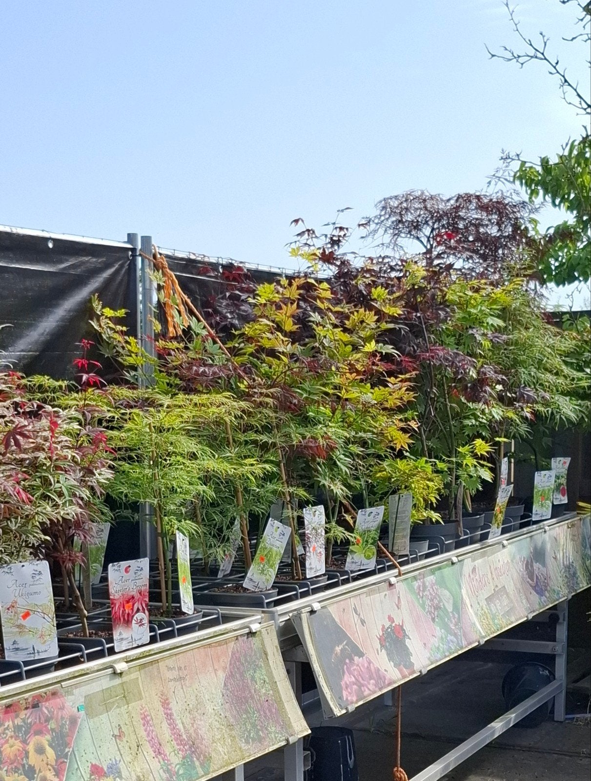 Verschillende Acers., Tuin en Terras, Overige soorten, 100 tot 250 cm, Zomer, Ophalen