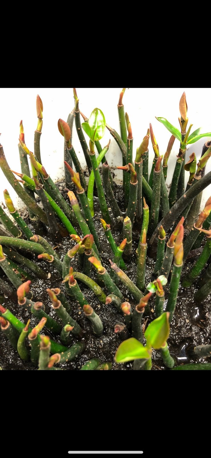 Rode Mangrove Plantjes, Ophalen, Zo goed als nieuw, Plant(en), Steen of Hout