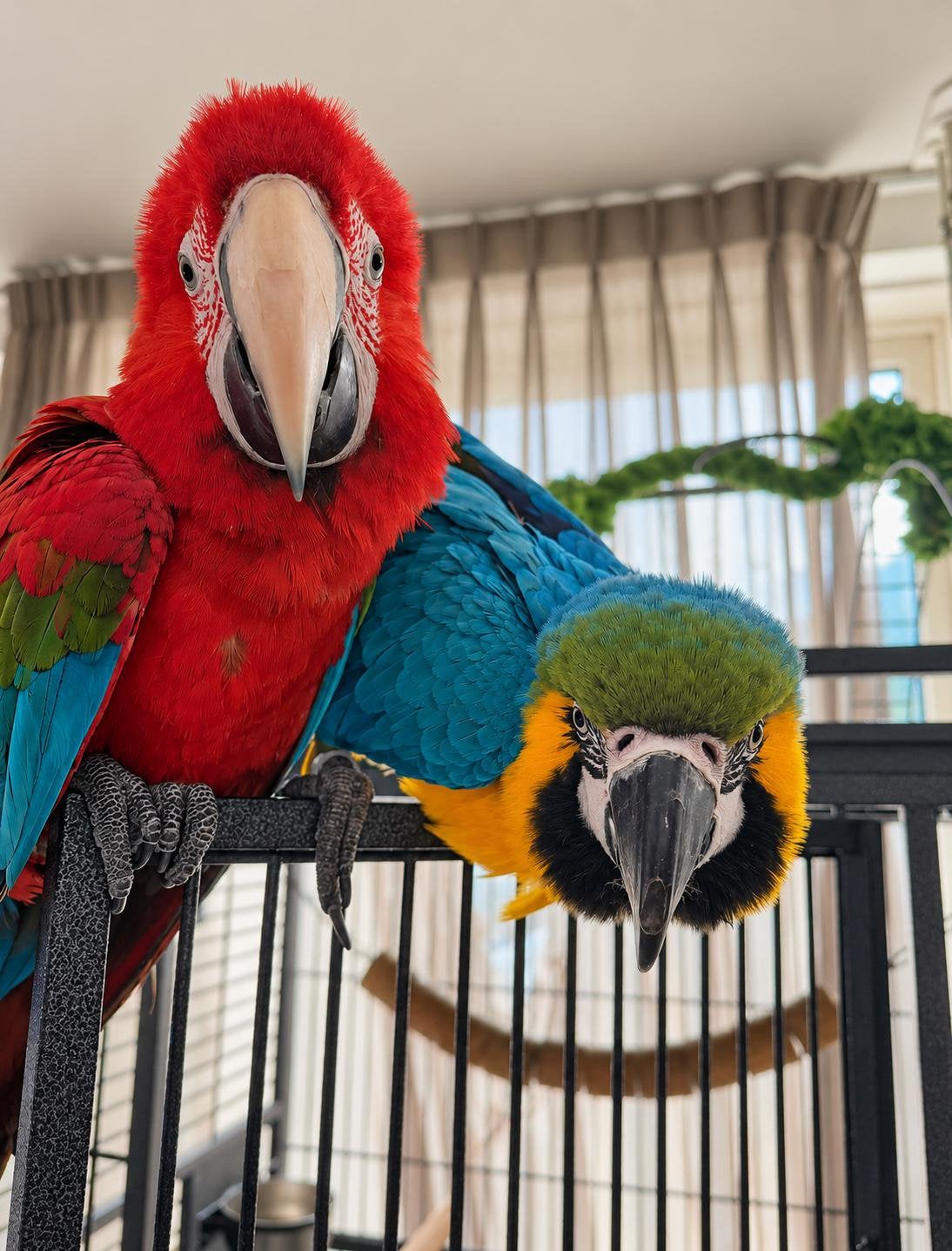 Lieve ara’s Zoëy & Ziggey zoeken samen een liefdevol thuis️, Dieren en Toebehoren, Meerdere dieren, Papegaai