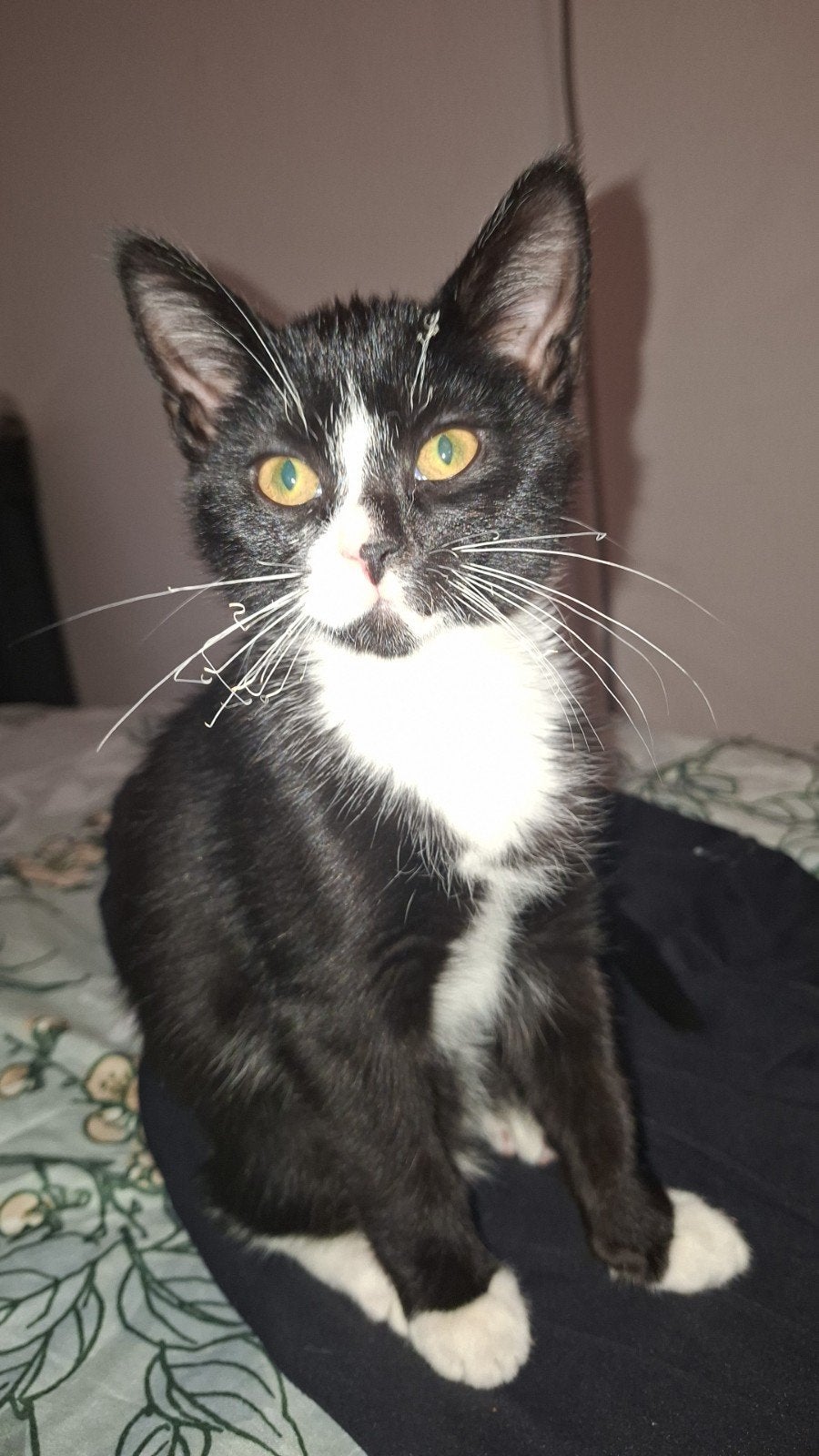 Liefdevol huis gezocht voor een kitten 

Voor mijn lieve k, Dieren en Toebehoren