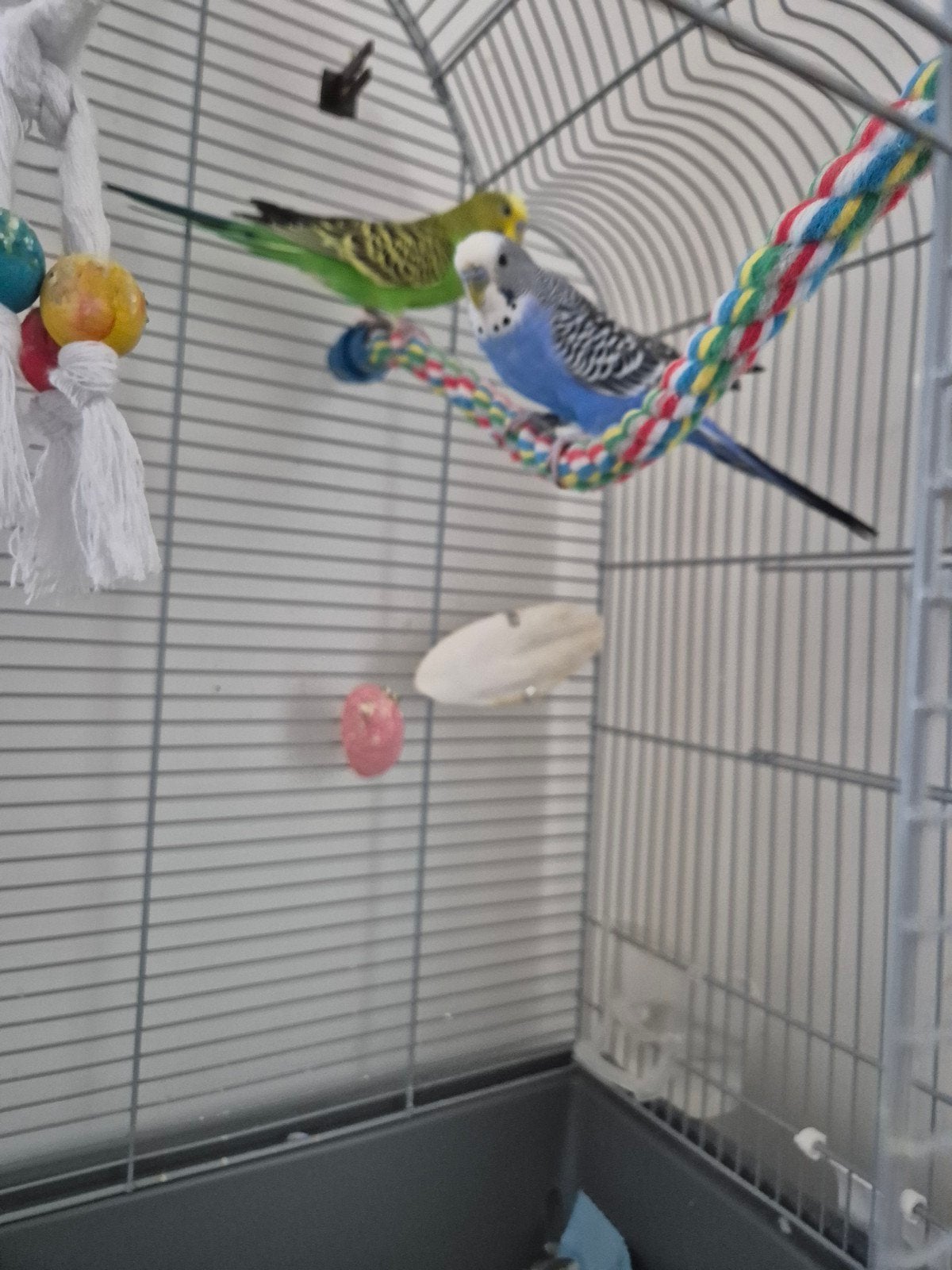 2 leuke grasparkieten incl kooi en allerlei andere dingen., Meerdere dieren, Parkiet