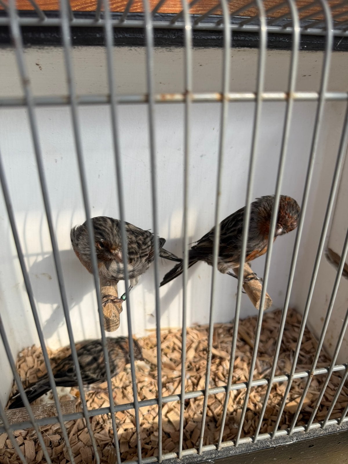 Zwart rood mozaiek mannen, Dieren en Toebehoren, Mannelijk, Kleurkanarie