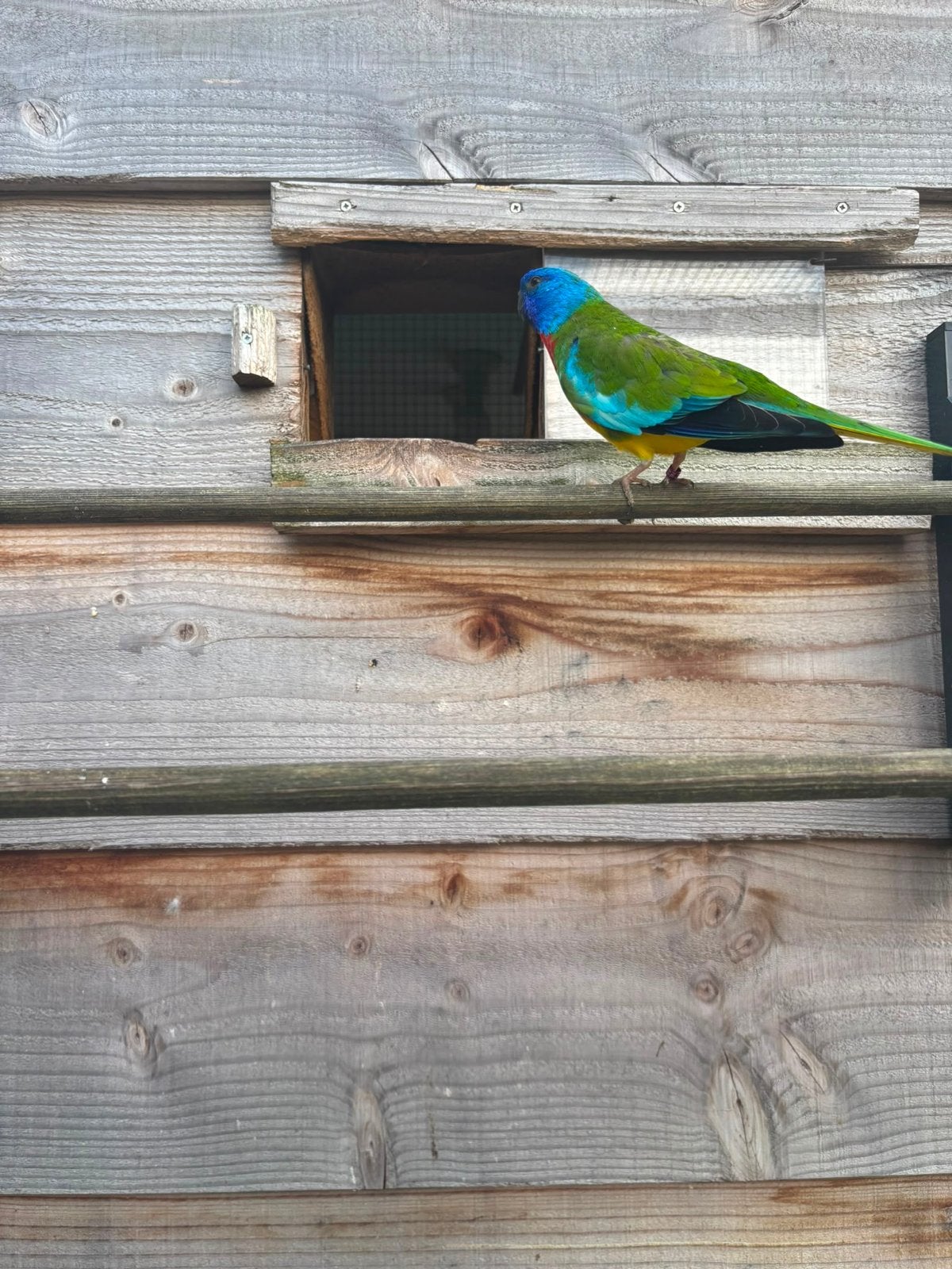 Wildkleur Splendid man., Dieren en Toebehoren, Mannelijk, Parkiet