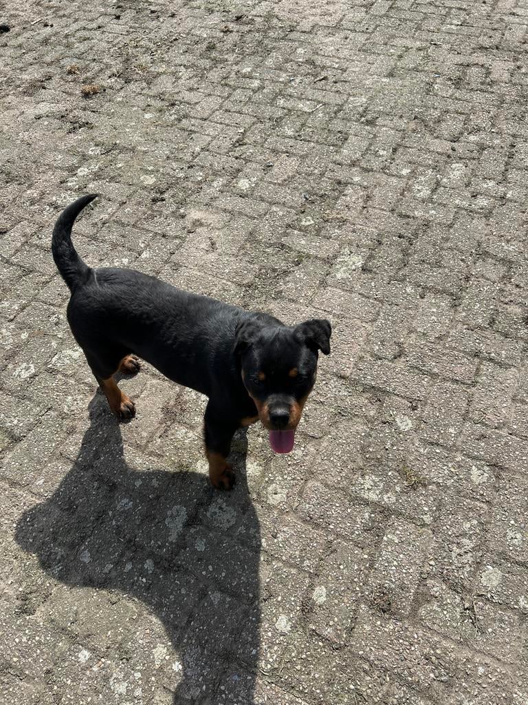 Rottweiler reutje, Parvo, 15 weken tot 1 jaar, Reu, Eén hond