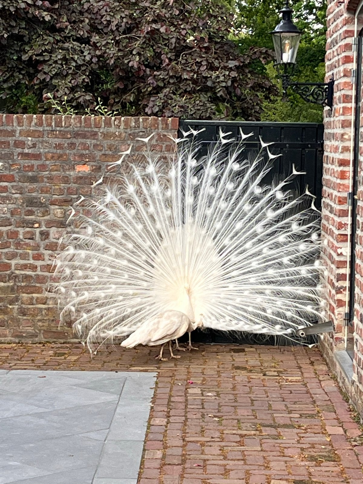 Witte Pauw kuikens, Dieren en Toebehoren, Meerdere dieren, Overige soorten