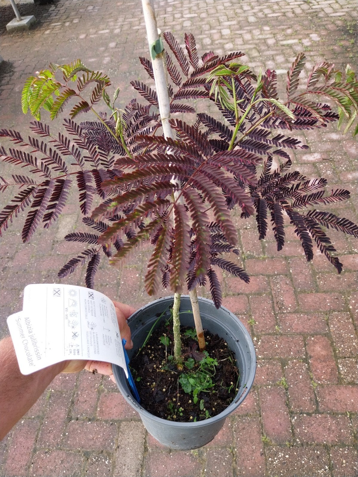 Albizia 'Summer Chocolate' - Perzische Slaapboom, Ophalen, Overige soorten, Volle zon