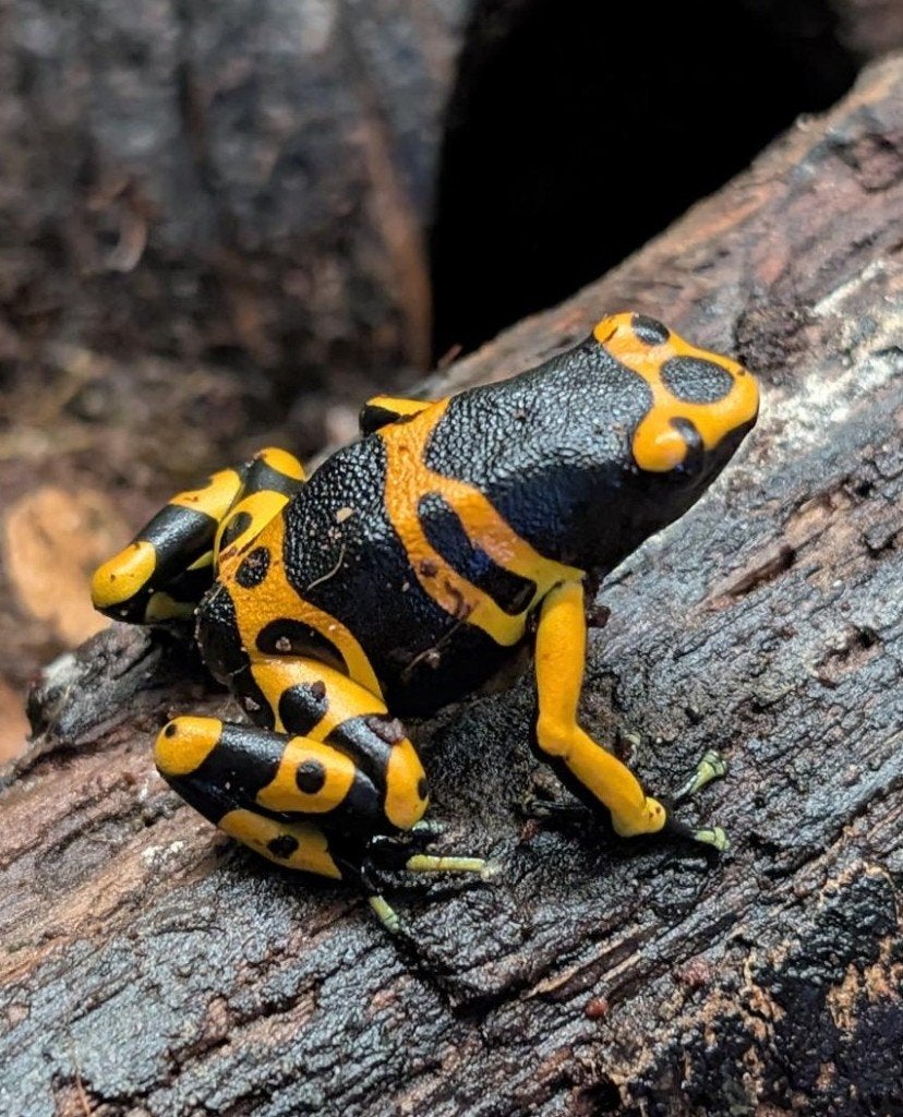 Dendrobates, Phyllobates en meer! Frog - unknown for sale from NKexotics nl