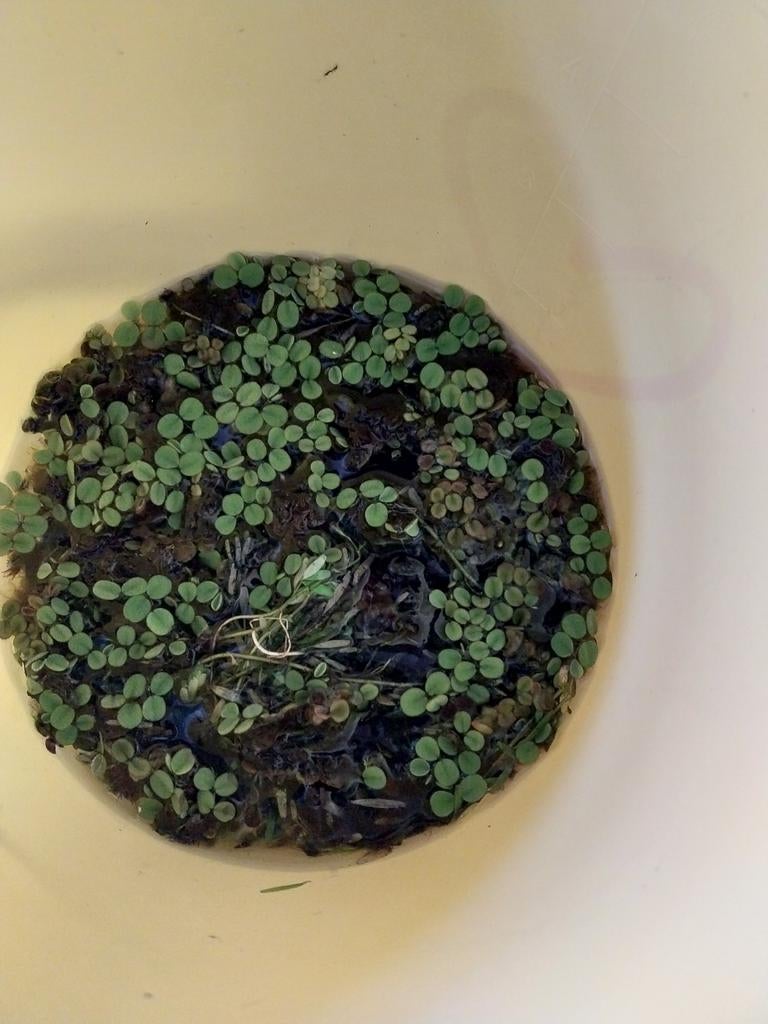 Drijfplantjes gratis, Dieren en Toebehoren, Vissen | Aquaria en Toebehoren, Ophalen, Plant(en), Steen of Hout