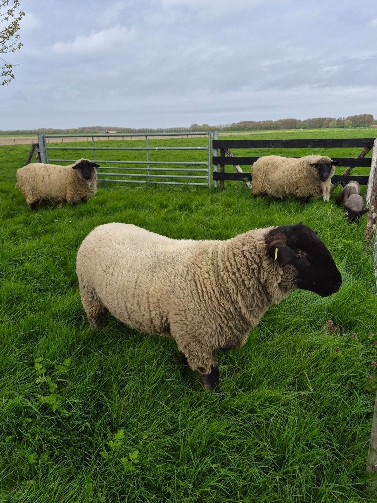 Suffolk ram, Dieren en Toebehoren, Schapen, Geiten en Varkens, Mannelijk, Schaap, 0 tot 2 jaar
