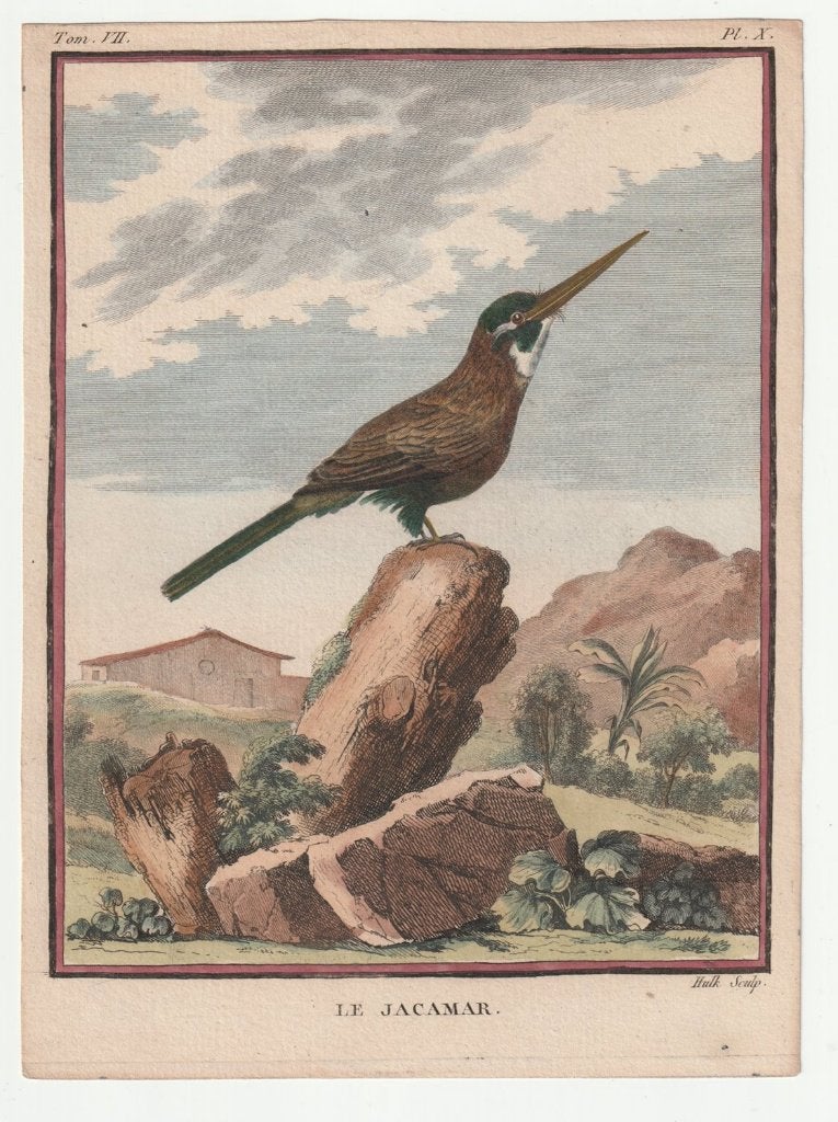 Le jacamar glansvogel oude ingekleurde gravure ca. 1780, Verzenden, Handgekleurd, Gravure, Flora en Fauna