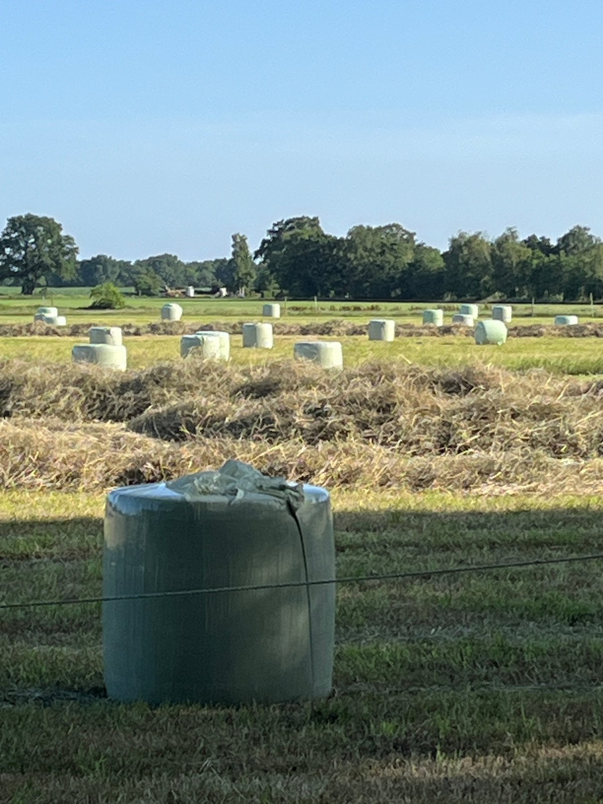 midibalen hooi, Dieren en Toebehoren, Ophalen, Vee
