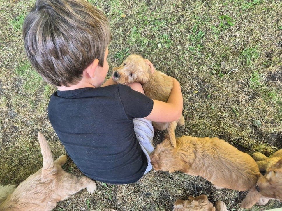 labradoodle pups abrikooskleur: mogen nest verlaten!, Overige rassen, 8 tot 15 weken, Meerdere, Meerdere dieren