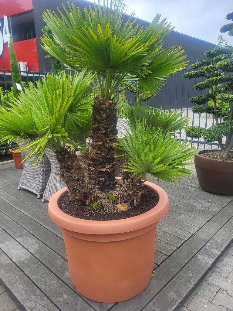 chamaerops humilis "Vulcano, Tuin en Terras, Planten | Bomen, Overige soorten, 100 tot 250 cm, Zomer, Ophalen