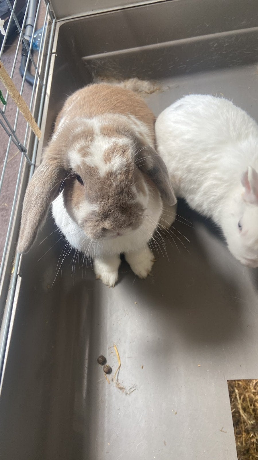 2 lieve konijntjes mogen gratis opgehaald worden, Meerdere dieren, Hangoor, 3 tot 5 jaar