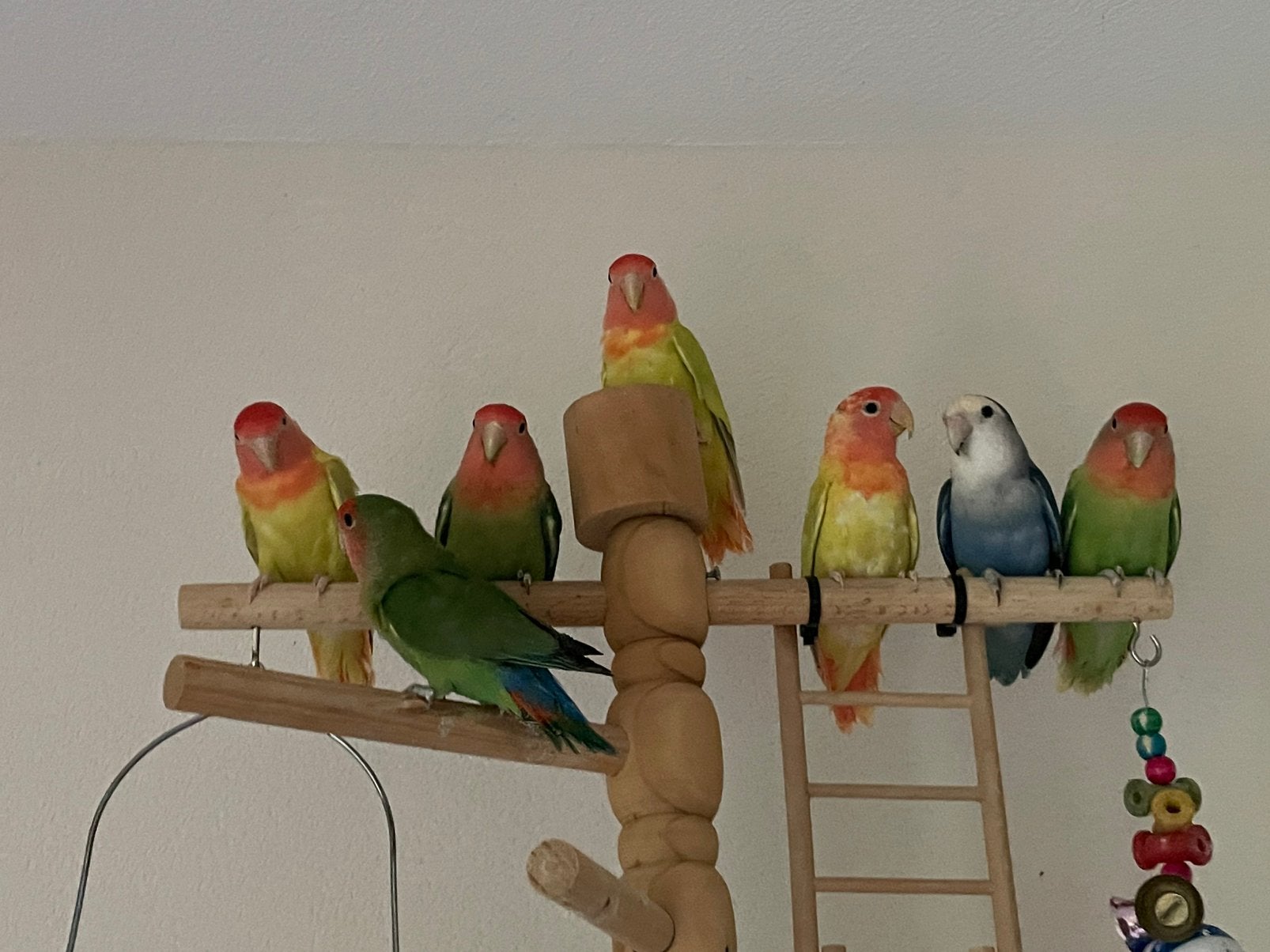 Lieve Jonge Gezonde Agapornis Dwergpapegaai Lovebird Handtam, Meerdere dieren, Dwergpapegaai of Agapornis, Tam