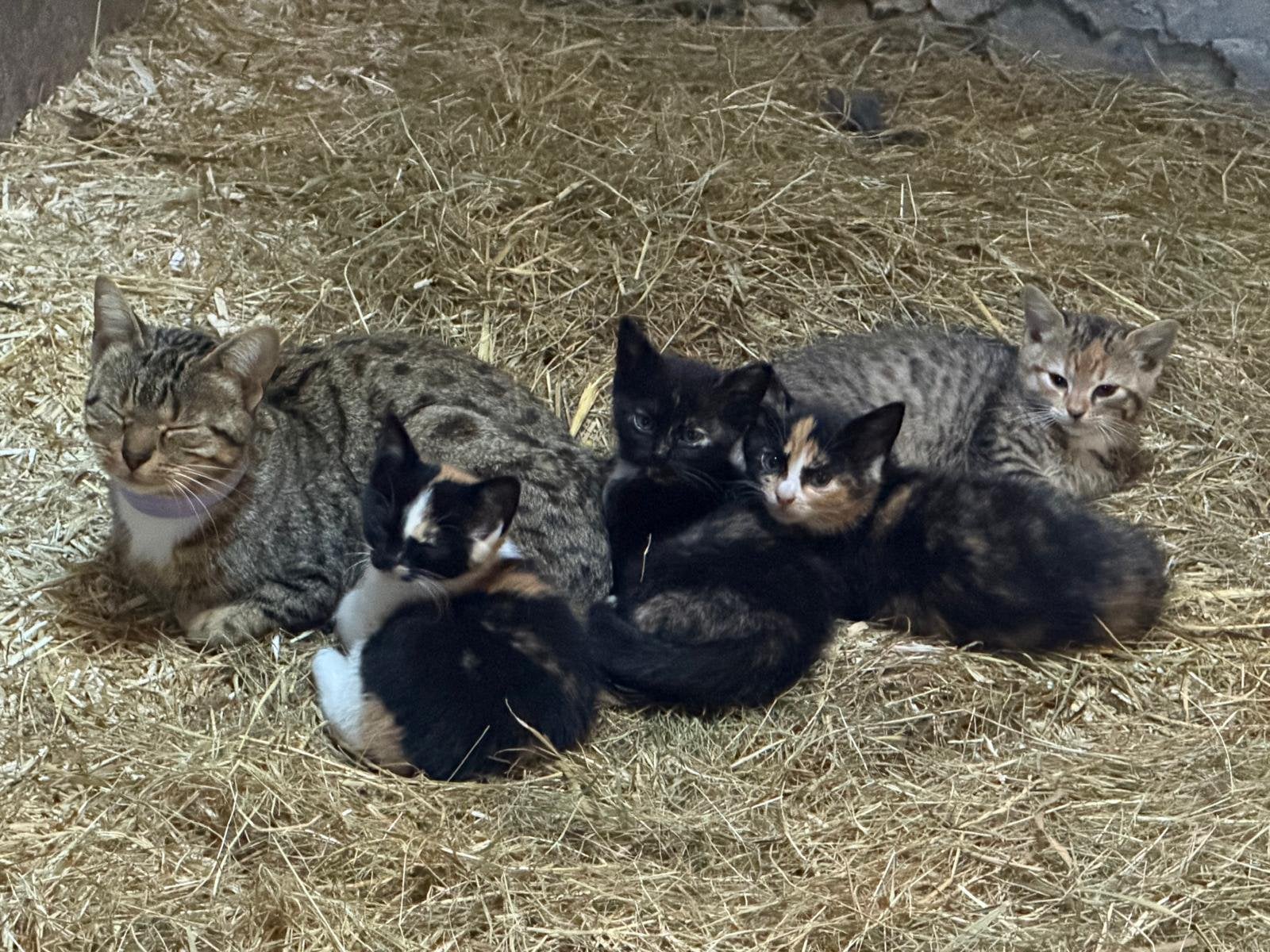 Stalkatjes, 8 weken oud, Poes