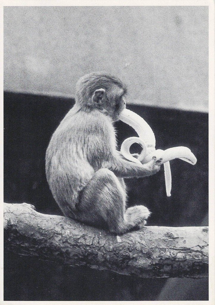 Aap schilt zijn banaan af 583, Verzamelen, Ophalen of Verzenden, 1980 tot heden, Gelopen, Wild dier