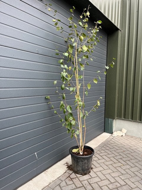 Betula pendula gekweekt als meerstammmige boom., Tuin en Terras, Planten | Bomen, Overige soorten, Zomer, Ophalen, Volle zon
