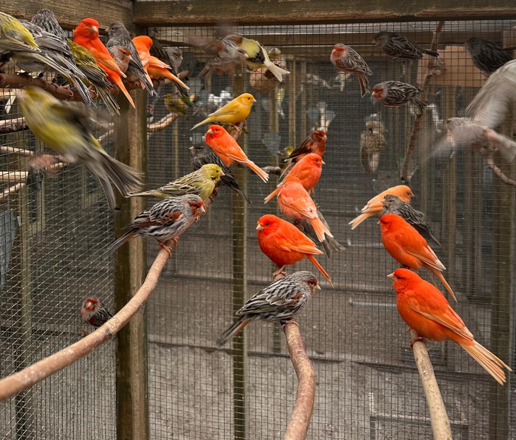 Kanaries verschillende kleuren, Dieren en Toebehoren, Vogels | Kanaries, Meerdere dieren, Kleurkanarie