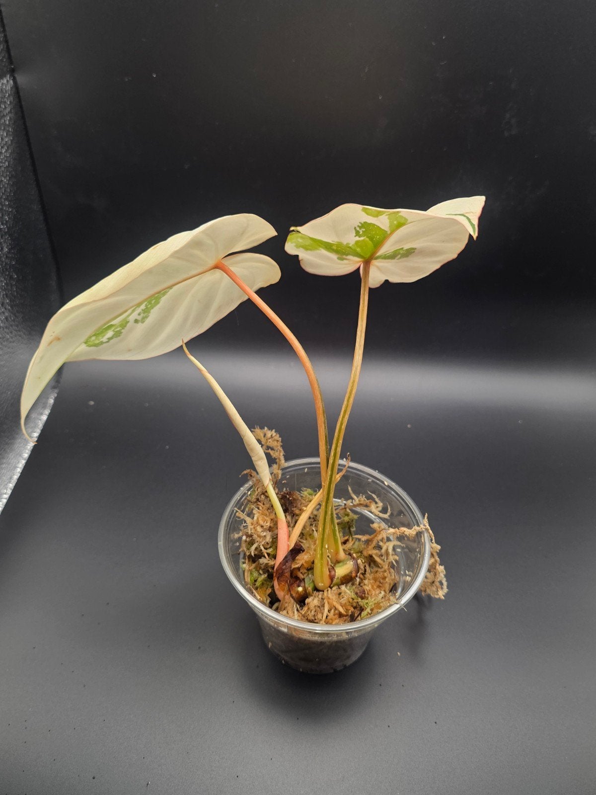 Philodendron gloriosum tricolor, Ophalen of Verzenden, Halfschaduw, Minder dan 100 cm