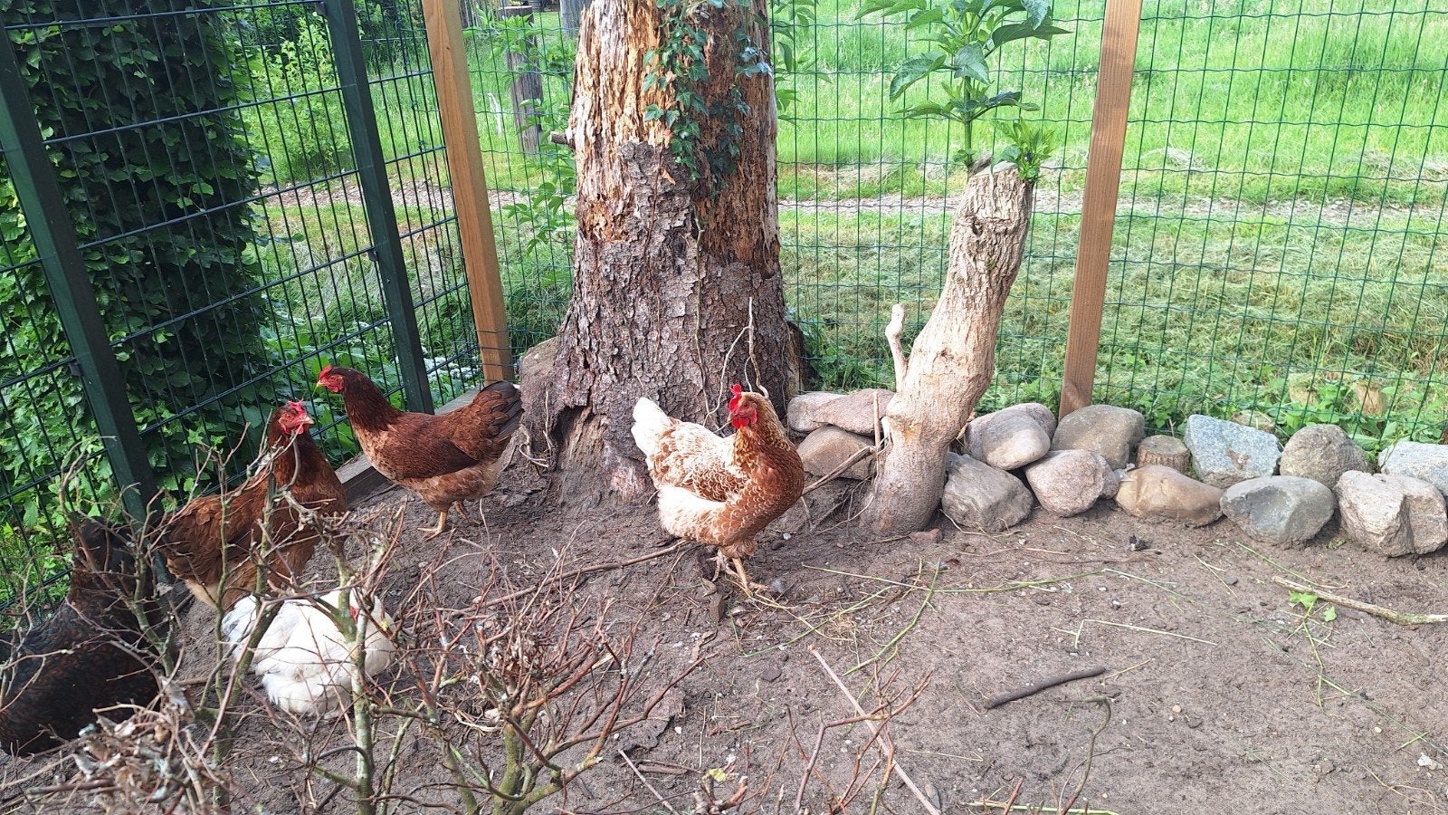 Barnevelder legkippen., Vrouwelijk, Kip