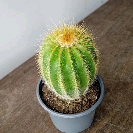 Cactus 15cm, Ophalen, Minder dan 100 cm, In pot, Cactus