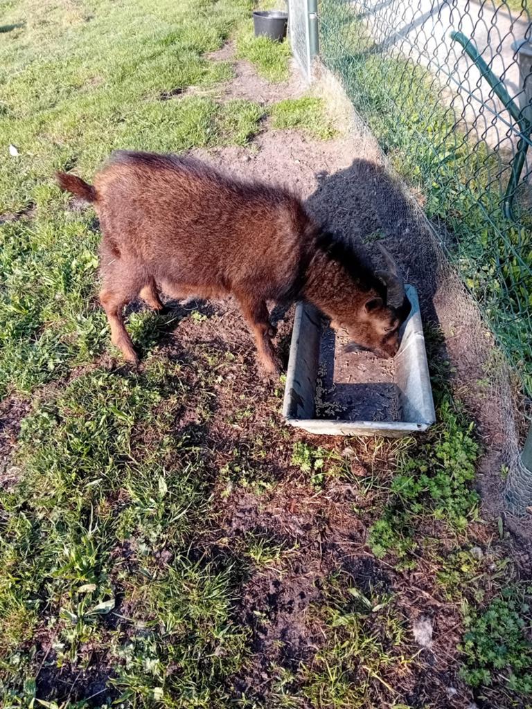 Te koop mooi geitenbokje, alleen ubn houders., Mannelijk, Geit