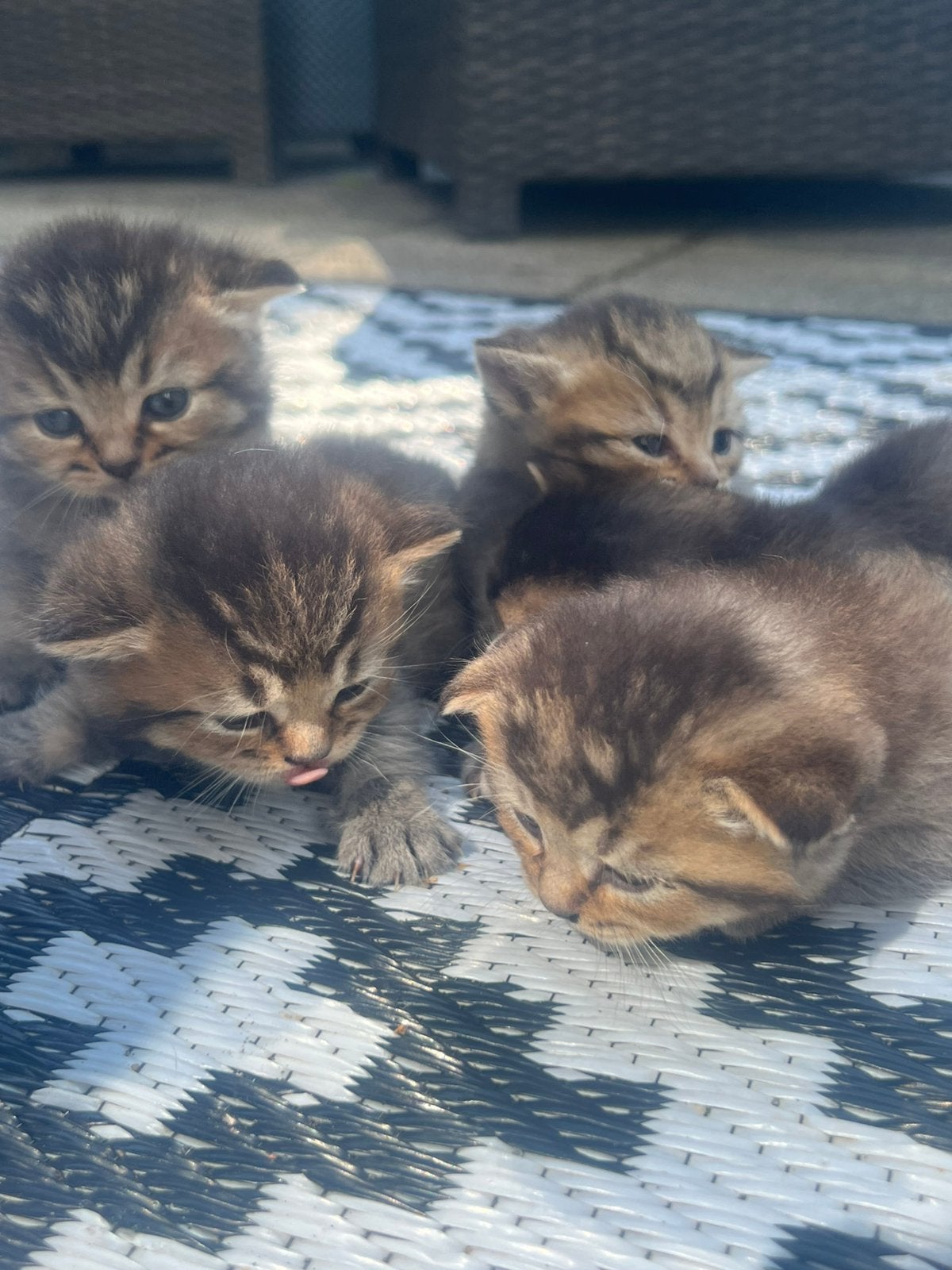 Britse kortharige kittens, Ontwormd
