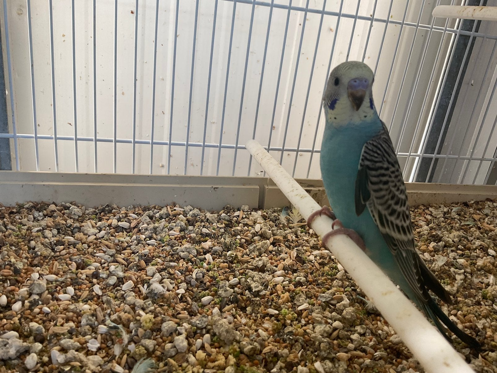 Grasparkieten, Dieren en Toebehoren, Vogels | Parkieten en Papegaaien, Geslacht onbekend, Parkiet