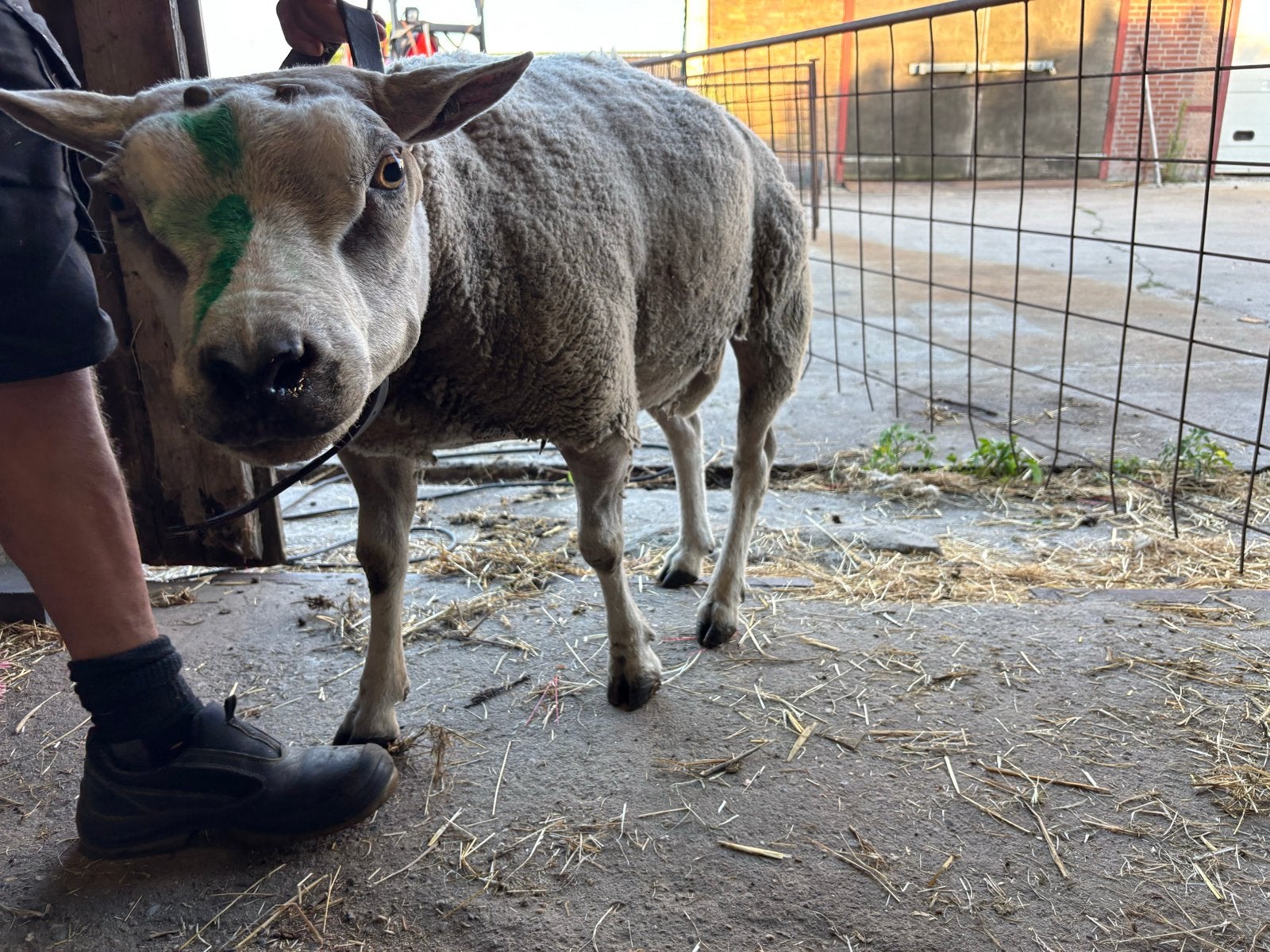 Texelaar dekbok, Dieren en Toebehoren, Mannelijk, Geit