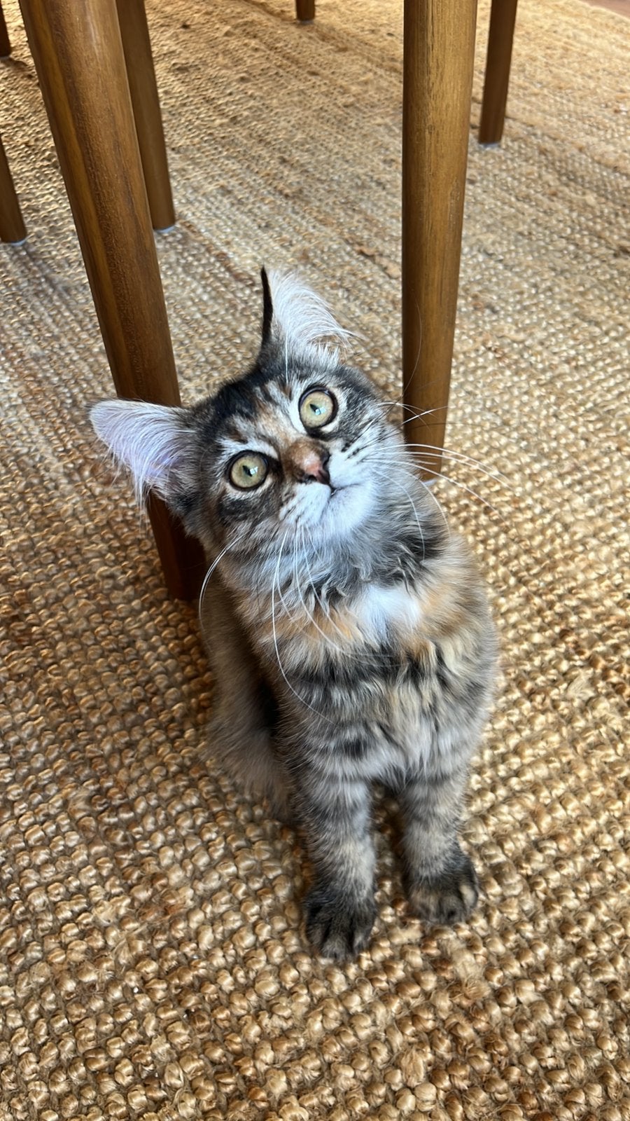 Super lieve poes van 1,5 jaar (deels Maine Coon), Poes, 0 tot 2 jaar