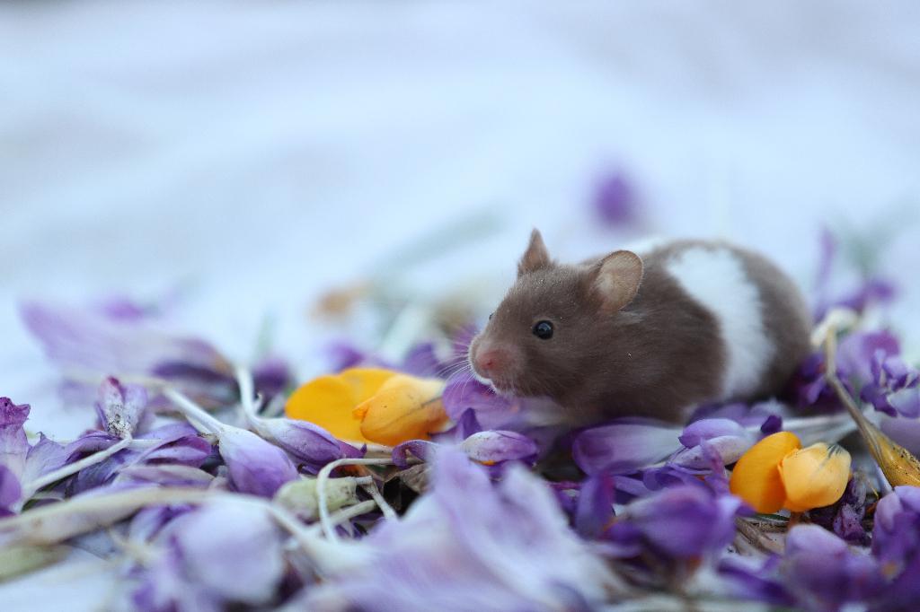 Jonge Syrische hamsters / tamme goudhamsters, Dieren en Toebehoren, Hamster, Februari, Meerdere dieren, Tam