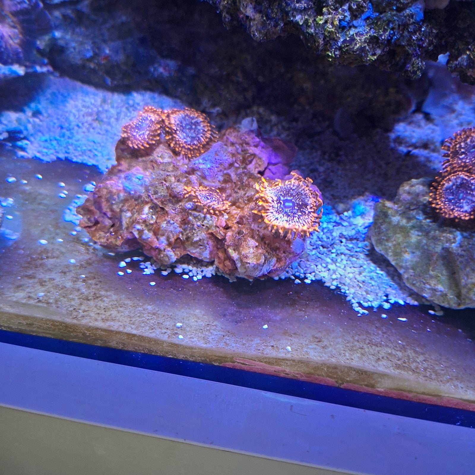 Tekoop  buttons utter chaos, Dieren en Toebehoren, Vissen | Aquariumvissen, Vis