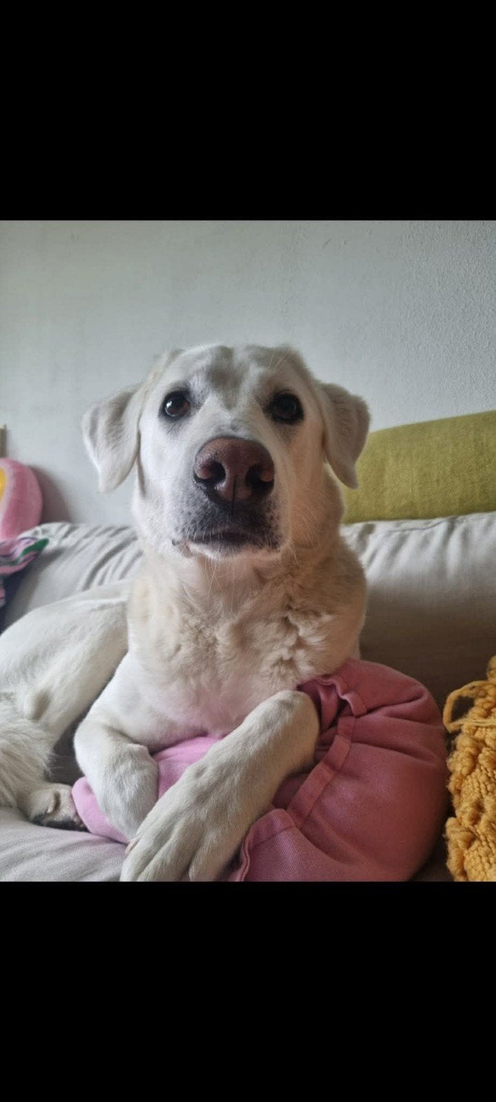 Lieve Triple zoekt een gouden mandje, Dieren en Toebehoren, Honden | Niet-rashonden, Particulier, Buitenland, Teef, Eén hond
