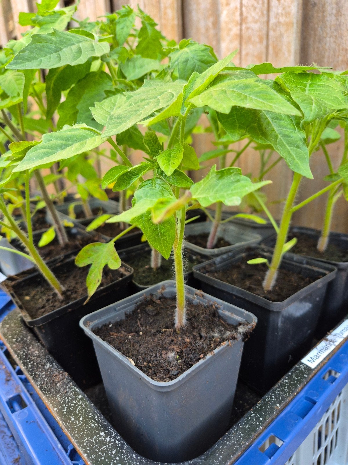 Diverse moestuinplanten te koop, Ophalen, Eenjarig, Groenteplanten, Volle zon