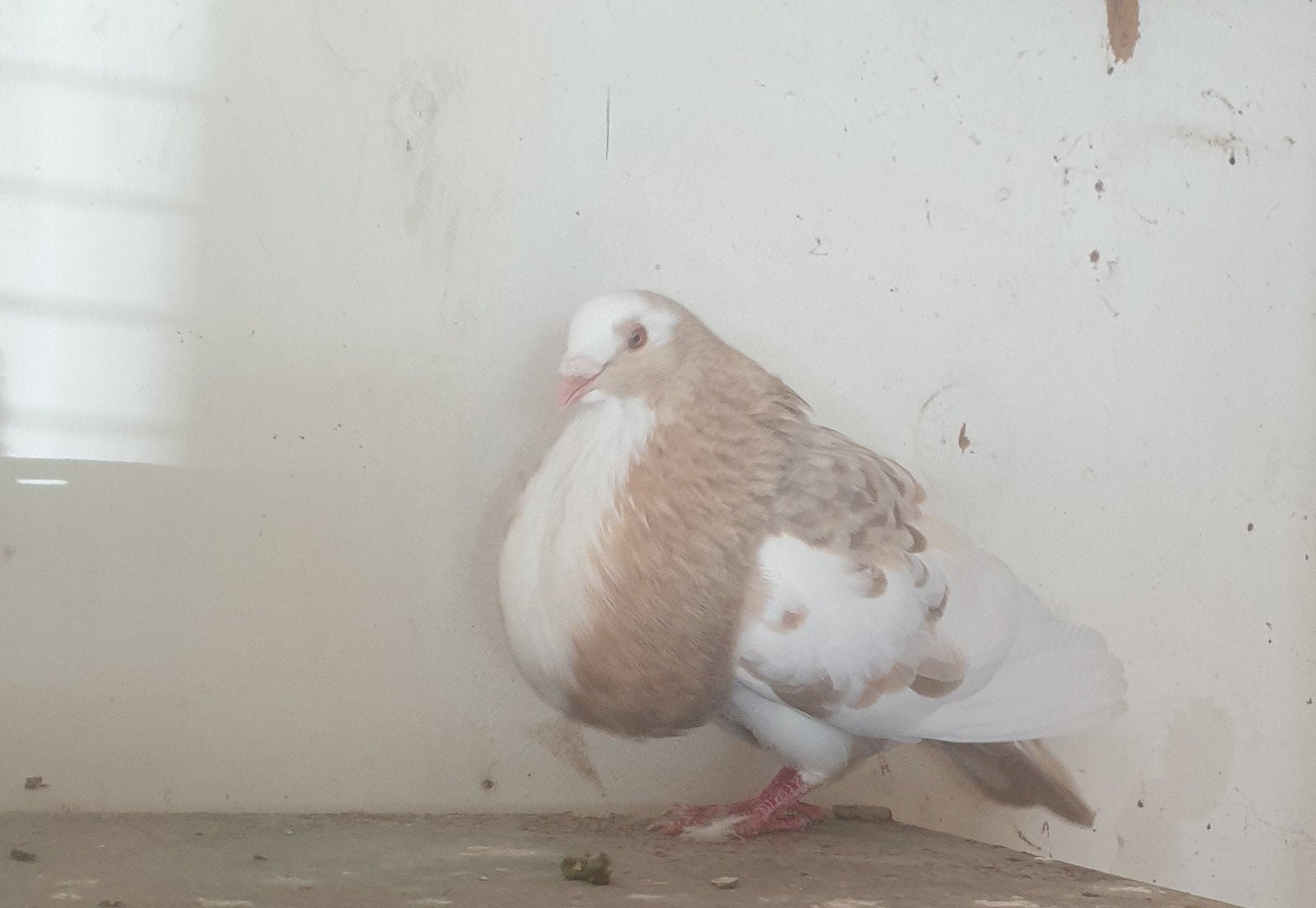 Kroppers, Dieren en Toebehoren, Mannelijk