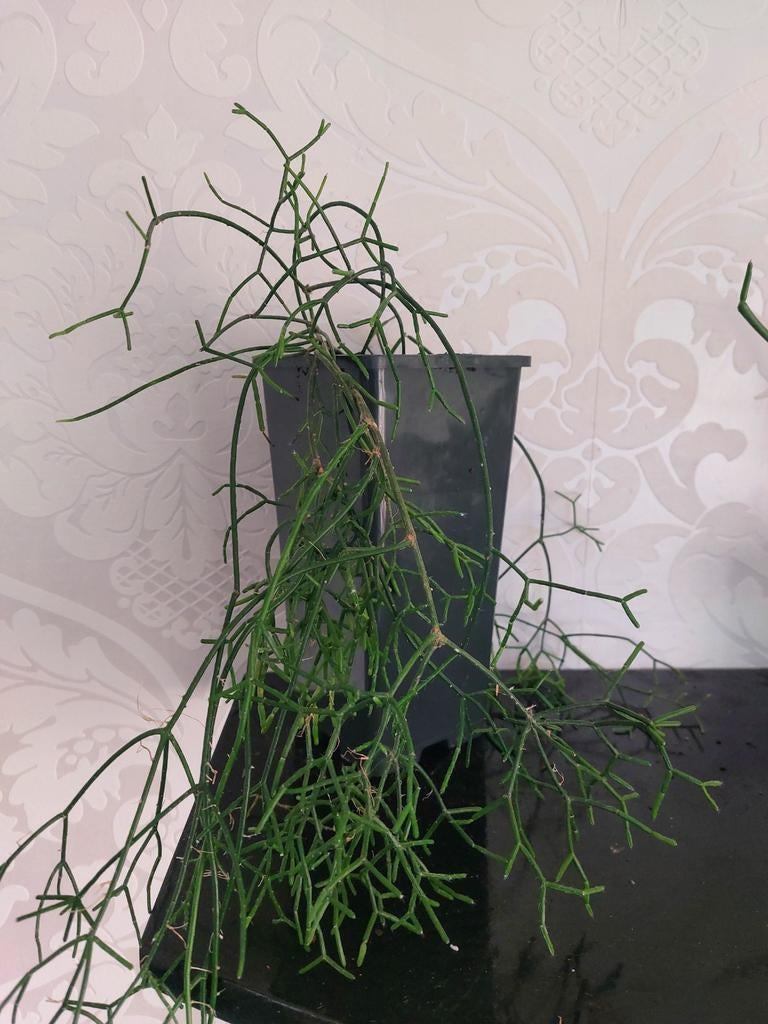 Rhipsalis Cassutha (Koraalcactus), Ophalen, Halfschaduw, Minder dan 100 cm, Groene kamerplant