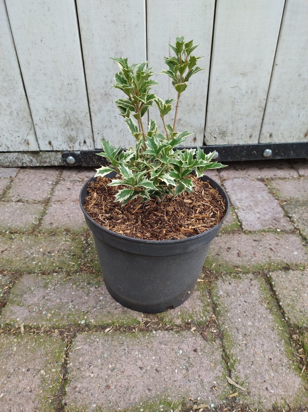 bonte hulst, osmanthus het. variegatus C4 grote planten, Tuin en Terras, Overige soorten, Vaste plant, Ophalen of Verzenden, Bloeit niet