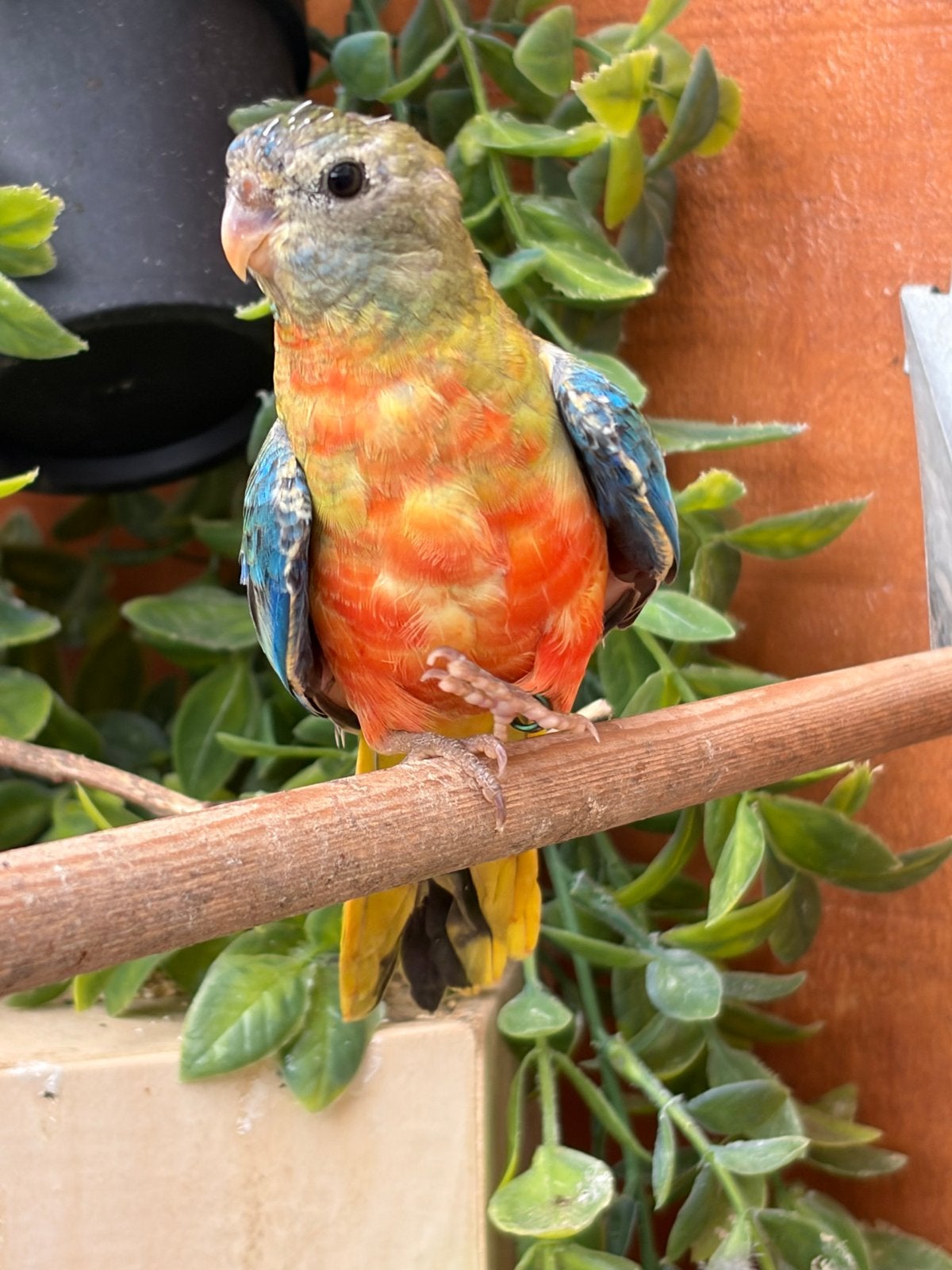 Turqouisine x Splendid Parkiet Pop, Dieren en Toebehoren