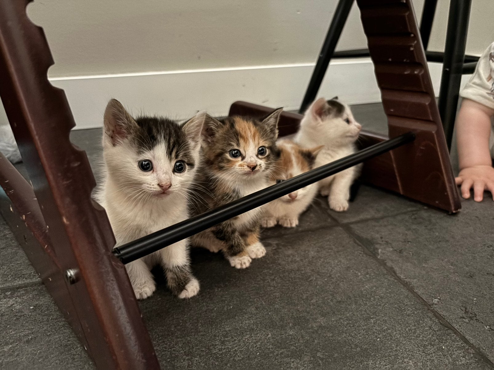 Lieve boerderij kittens, Dieren en Toebehoren, Katten en Kittens | Overige Katten, Meerdere dieren, Kortharig, 0 tot 2 jaar