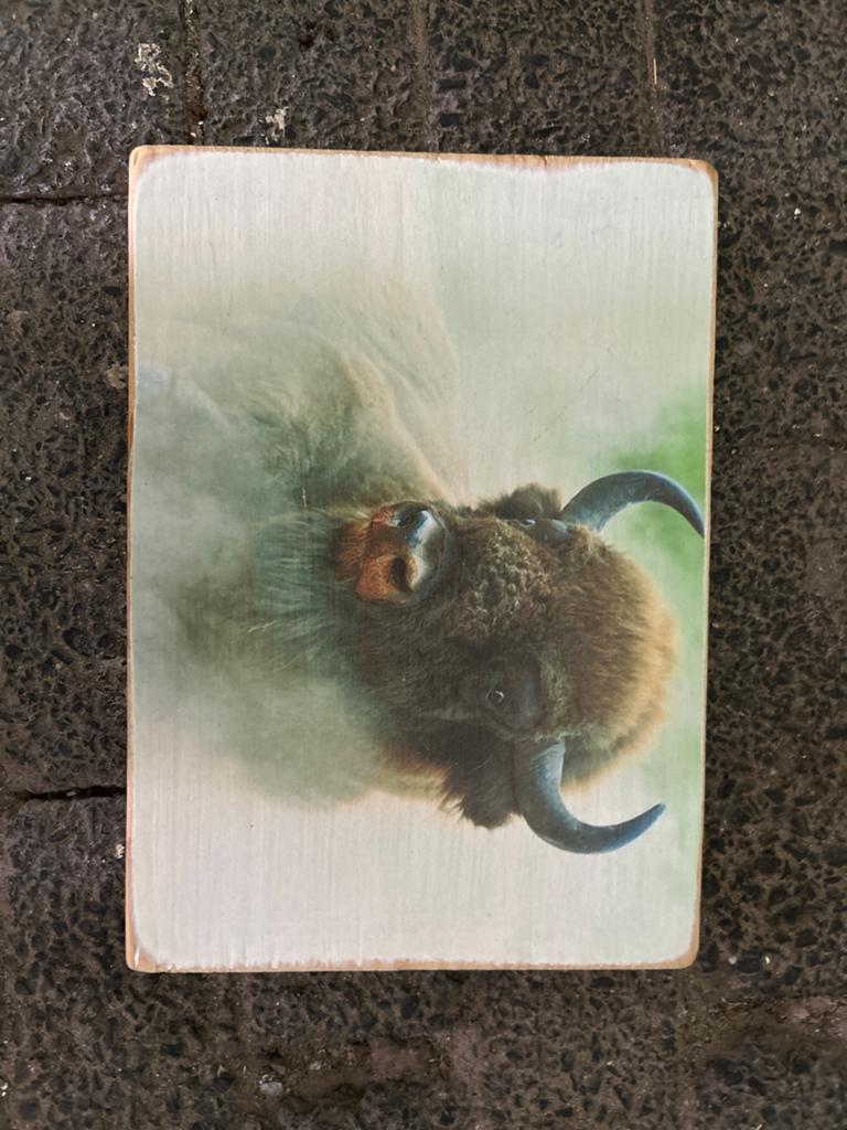 Klein houten schilderij met bizon/buffel, Ophalen of Verzenden