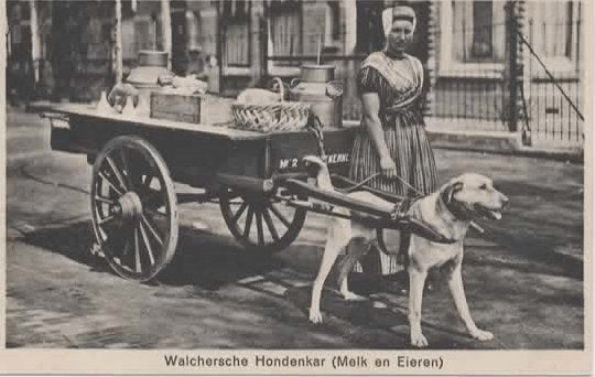 Vlissingen Koudekerkseweg Hondenkar klederdracht, Verzenden, Voor 1920, Ongelopen, Zeeland